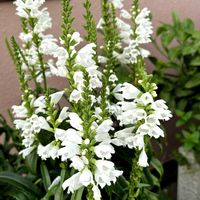 ハナトラノオ,ワサワサ,ご近所,真っ白な花の画像
