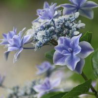 ペチュニア,オレガノ ケントビューティー,イングリッシュラベンダー,アジサイ  銀河,紫陽花　銀河の画像