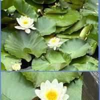 スイレン,スイレン,アサザ,六甲高山植物園,お出かけ先の画像