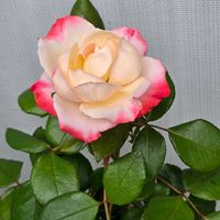 バラ,メラレウカ,メラレウカタイムハニーマートル,メラレウカコットンキャンディー,感謝の画像