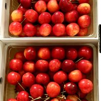 サクランボ,さくらんぼ,さくらんぼ紅秀峰,ありがとう❤️,紅秀峰の画像