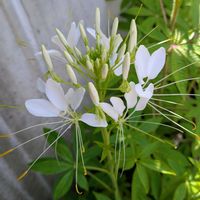 クレオメ,種まき,お花のある暮らし,小さな庭の画像