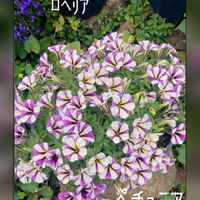 カリブラコア,ソテツ,ペチュニア,ペチュニア,ロベリアの画像