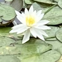 ジギタリス,スイレン,ローズマリー,ユーカリグニー,睡蓮の画像