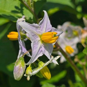ワルナスビ,悪茄子,散歩,雑草,季節の花の画像