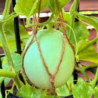 メロン,実のなる植物,花のある暮らし,緑のある暮らし,ベランダの画像