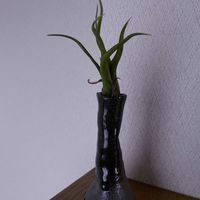 チランジア,エアプランツ,一輪挿し,信楽焼,iPhone撮影の画像