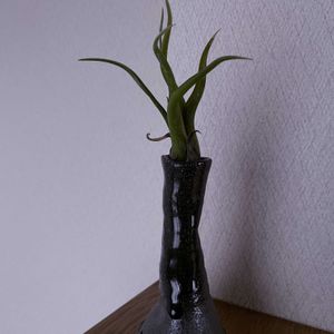 チランジア,エアプランツ,一輪挿し,信楽焼,iPhone撮影の画像