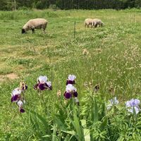 ハナショウブ,ネコ仙人,北海道,積丹半島,ニャンニャン祭りの画像
