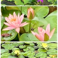 アーティチョーク,オープンガーデン,今日のお花,ニャンニャン祭り,スギタケさんのきよニャンの画像
