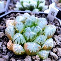 ハオルチア,ハオルチア オブツーサ,多肉植物,ハオルチア属,多肉大好きの画像