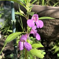 ホウセンカ,花のある暮らし,花いろいろ,庭の画像