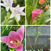 ギボウシ,ハイビスカス,ユリ,マサイの矢尻,カラ－の画像