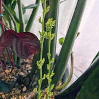 サンスベリア,ザミオクルカス,サンスベリアのお花,サンセベリア,イレシネ ハーティフラミンゴの画像