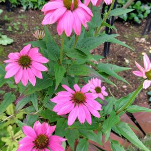 エキナセア,芝生の庭,6月の庭,ウクライナに平和を,庭の画像
