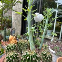 サボテン,七宝樹,十二の巻,スマホ撮影加工なし,花の15年組の画像