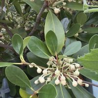 モッコク,モッコク科,庭の花と木の画像