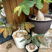 フィランサス ミラビリス,☆りん☆のミラビリス,多肉植物,塊根植物,可愛いの画像