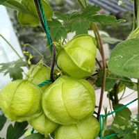 アサガオ,フウセンカズラ,フウセンカズラ,鉢植え,緑のカーテンの画像
