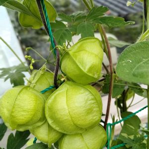 アサガオ,フウセンカズラ,フウセンカズラ,鉢植え,緑のカーテンの画像