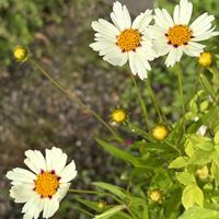 コレオプシススタークラスター,ガーデニング,花のある暮らし,ナチュラルスタイル,おうち園芸の画像