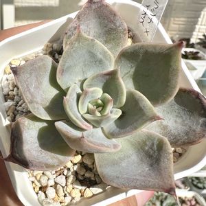 リラシナ×アディオス,多肉植物,交配種,多肉棚,庭の画像