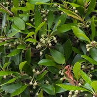 モッコク,マサキ,アンティチョーク,ニオイバンマツリ (匂蕃茉莉),会館前の植込みの画像