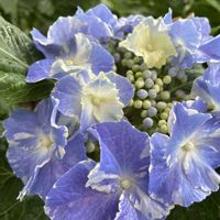紫陽花・スターリットスカイ,鉢植え,お花,アジサイ　紫陽花,庭の画像
