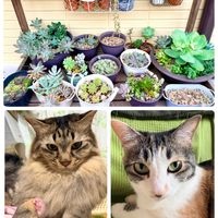 多肉,寄せ植え,多肉植物,ガーデニング,ネコ好きの画像