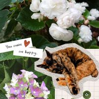 紫陽花,八重咲きベゴニア,さび猫,さび猫,アジサイ『レディ・マタハリ』の画像