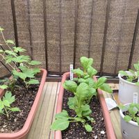 小松菜,サイシン,野菜　かつお菜,沖縄白苦瓜,スマホ撮影の画像