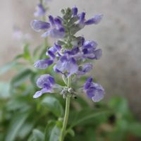 ブルーサルビア,Seasonal diary,Plan to buildの画像