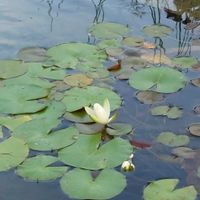 庭園,今日のお花,お出かけ先の画像
