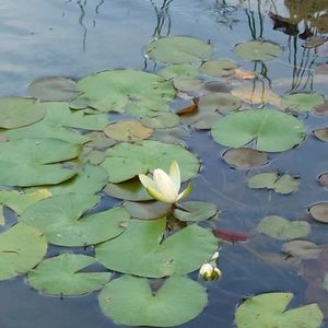 庭園,今日のお花,お出かけ先の画像