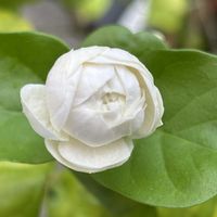 マツリカ,アラビアン　ジャスミン,茉莉花,花のある暮らし,中島みゆき夜会の画像