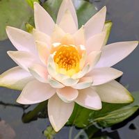 スイレン,お花,今日のお花,ウォーキングにて,お出かけ先の画像