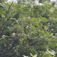 タイサンボク,ネズミモチ,ネムノキ,ムラサキカタバミ,ムラサキカタバミの画像