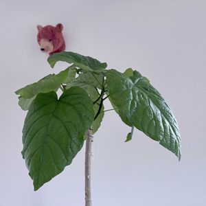 ウンベラータ,フィカス　ウンベラータ,挿し木 ウンベラータ,観葉植物,植え替えの画像