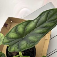 アロカシア,アロカシア・ドラゴンスケール,観葉植物,インテリアグリーン,緑のある暮らしの画像