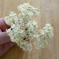 エルダーフラワー,エルダーフラワー,エルダー,ハーブ,植物のある暮らしの画像