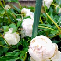 芍薬,芍薬の魅力の画像