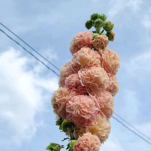 地植え,かわいいな♡,大好きなお花,ひとめぼれ♡,お花好きの画像