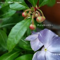 チェッカーベリー,日々草(にちにちそう),赤い実,꒰ღ˘◡˘ற꒱かわゅ~,植物のある暮らしの画像