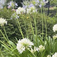アガパンサス,アガパンサス,ヤブミョウガ,ヤブミョウガ,マヌルネコの画像