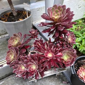 多肉植物いろいろ,アエオニウム 属,和風,雨ざらし,暴れ多肉の画像