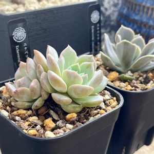 エケベリア ルンヨニー,エケベリア ルンヨニー,エケベリア 恩寵,エケベリア 恩寵,多肉植物の画像
