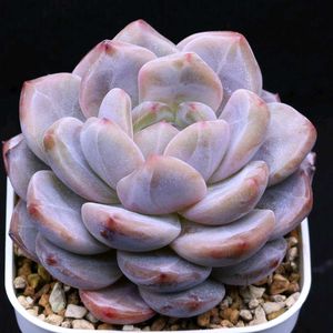 多肉植物,エケベリア属,多肉大好き,多肉植物 エケベリア,ドロサンテマム の画像