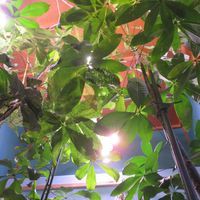 パキラ,パキラ・ミルキーウェイ実生,観葉植物,癒し,インテリアグリーンの画像