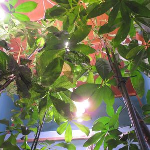 パキラ,パキラ・ミルキーウェイ実生,観葉植物,癒し,インテリアグリーンの画像