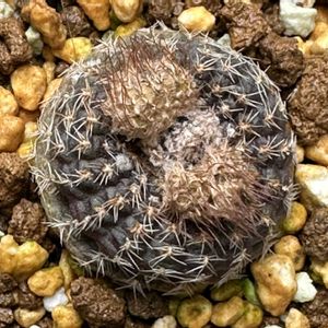 サボテン,アルビコルムナリス,花芽,サボテン科,フライレア属の画像